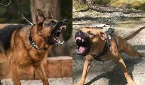 Niat Hati Melihat Hewan Kurban Bersama Neneknya, Seorang Bocah 7 Tahun Malah Digigit Anjing di Cipulir, Jakarta Selatan