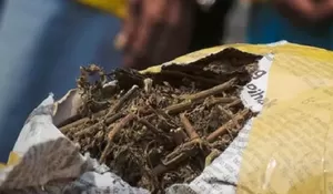 Polisi Gagalkan Penyelundupan 143 Kg Ganja Jaringan Narkoba Sumatra, Dua Tersangka Ditangkap di Tangerang