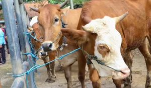 Jelang Lebaran, Pemkab Purwakarta Giatkan Monitoring Pasar Hewan Cegah PMK