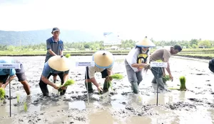 ​Gubernur YSK Turun ke Sawah di Solog: "Tanam yang Dimakan, Makan yang Ditanam!"