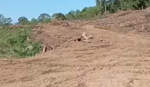 Hutan Tatawiran Digunduli, Warga Koha Raya Menjerit: "Jangan Tunggu Bencana Baru Bertindak!"