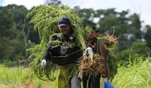Polres Aceh Besar musnahkan 2000 batang ganja