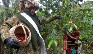 8.224 hektare kebun kopi di Aceh rusak akibat bencana