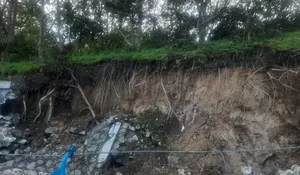 Bencana, 12.638 hektare kebun kopi di  Aceh Tengah rusak