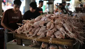Tertinggi, segini inflasi di daerah bencana di Aceh