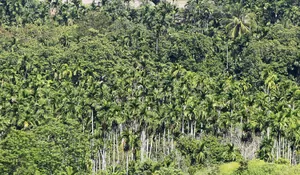 Perkebunan pinang di Aceh Besar