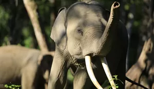 Pascawarga diinjak gajah, BKSDA Aceh imbau masyarakat  hindari lokasi kejadian  