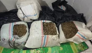 Petani Aceh Tengah nekad bawa ganja 50 kg, akhirnya mendekam di hotel prodeo