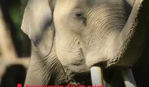 BKSDA imbau warga tak nekad usir gajah liar