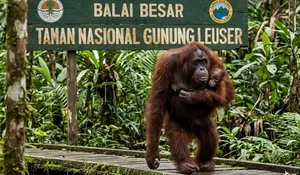 Di tengah Ancaman Kritis Populasi, Orang Utan PESEK Lahirkan Anak ke-7