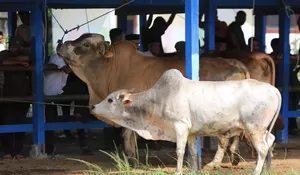 Penjualan ternak sepi jelang Lebaran