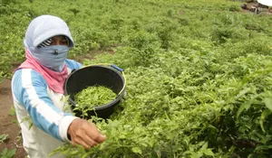 Stok Menipis, Cabai Rawit Tembus 100 Ribu Per Kilogram di Banda Aceh