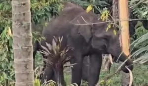 Warga resah, kawanan gajah liar masuk kampung di Bener Meriah
