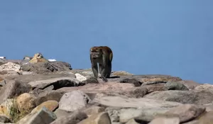 Ada Monyet di Pantai Wisata Kampung Jawa