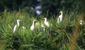 Burung Kuntul Dalam Ancaman Alih Fungsi Lahan