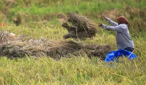 Harga Gabah Untungkan Petani di Aceh