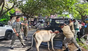 Sapi berkeliaran, begini aksi Satpol PP dan WH Aceh Besar