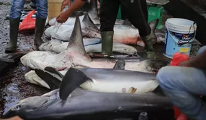 Karena Nilainya Tinggi Sirip Hiu Diburu