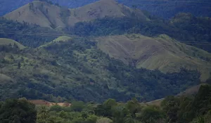 Percepatan Penetapan Hutan Adat, Simak Langkah Strategis Hingga 2029
