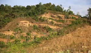 Pengelolaan Hutan Adat di Aceh