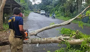Cuaca Ekstrem, Sejumlah Pohon Tumbang Hambat Lalulintas di Aceh Besar