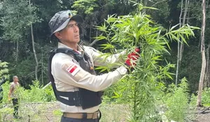 20 ha ladang ganja dimusnahkan, Kapolda Aceh turun  ke TKP