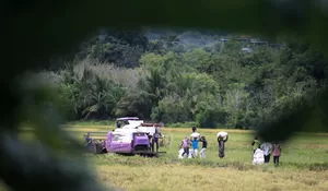 Pada Musim Panen, Harga Gabah Petani Lebih Tinggi di Atas HPP