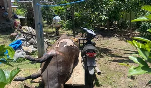 Sapi Masuk Sumur , BPBD Aceh Besar Gerak Cepat Evakuasi