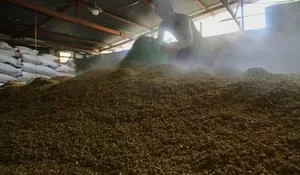 Kedelai Impor Naik Capai Rp11.000/Kg, Stok Sementara Cukup