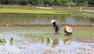 NTP Aceh turun 0,88 persen, terjadi pada tanaman pangan dan holtikultura