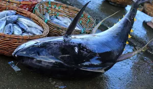 Eskpor Tuna Terhenti, Pelaku Usaha Di Aceh Andalkan Market Lokal 