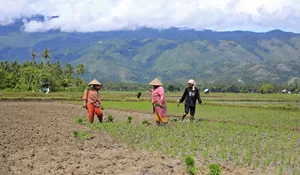 Musim tanam gadu di tengah ancaman kemarau