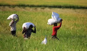 BPS Perkirakan Produksi Beras Semester I 2026 Meningkat