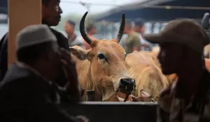 Aceh Besar optimalkan pengawasan ternak jelang Idul Adha