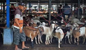 Permintaan kambing kurban di Pasar Hewan