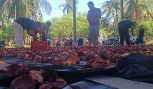 Warga Ateuk Munjeng gotong royong sembelih belasan  ekor sapi kurban