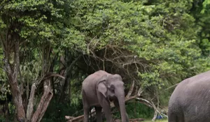 Gajah Sumatera kembali masuk pemukiman di Bener Meriah, MPG lakukan patroli 