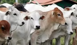 Jelang Idul Adha, Kementan ingatkan warga waspada penyakit Zoonosis