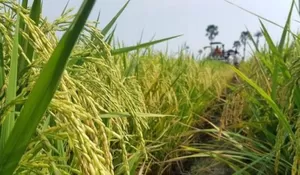 Masuknya kemarau 2026,  dorong petani gunakan varietas unggul adaptif