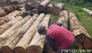 Operasi Gabungan Kemenhut, Ditemukan Ribuan Kayu Bulat Tanpa Penanda Legalitas 