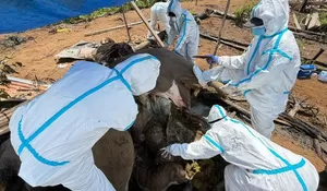 Investigasi Kematian Dua Ekor Gajah, Gadingnya Masih Utuh