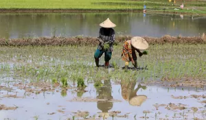 Secepatnya musim tanam, stok pupuk subsidi cukup tersedia 6,49 juta ton 