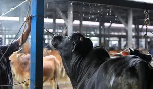 Transaksi sapi jelang Iduladha 1447 H