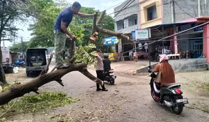 Angin kencang landa Aceh Besar, sejumlah pohon tumbang