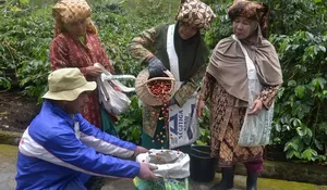 Diseminasi pembentukan kebun induk kopi Arabika Gayo 