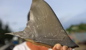 Perdagangan sirip ikan Hiu