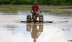 Sawah tadah hujan di tengah ancaman kemarau