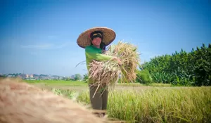 NTP Mei 2026 naik, adakah berdampak pada pendapatan petani ? 