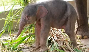 Anak Gajah Sumatera itu bernama “RUT”  