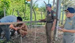 Pemkab Aceh Jaya lelang ternak hasil penertiban, terbuka untuk umum 